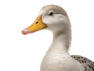 Poster - a close up of a duck