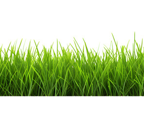 Green grass frame isolated on transparent background.