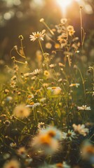 Wall Mural - Sunbeams illuminate a field of daisies