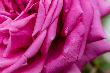 Pink rose flower head, rosa