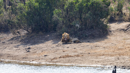 Wall Mural - a male lion resting in Kruger National Park