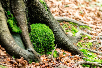 Canvas Print - beech roots with moss..