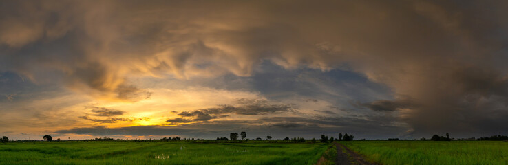 Wall Mural - panorama silhouette tree with sunset.tree silhouetted against a setting sun.beautiful clouds,sunligh