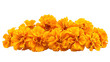 © Vectors.in - Marigold Flowers Cempasuchil for Day of the Dead, Vibrant and Iconic Mexican Cultural Symbol, Colorful and Traditional Celebration Decoration, png file, isolated on white