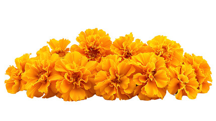 Marigold Flowers Cempasuchil for Day of the Dead, Vibrant and Iconic Mexican Cultural Symbol, Colorful and Traditional Celebration Decoration, png file, isolated on white