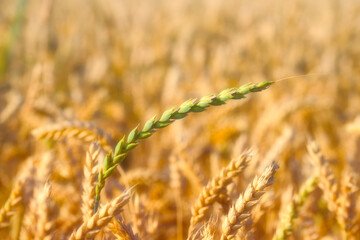 green ear of spelt close-up in the sunset rays