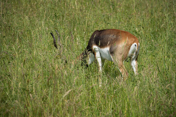 Wall Mural - Adult antelope deer grazing outdoors.