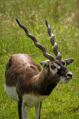 Wall Mural - Adult antelope deer grazing outdoors.