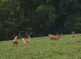 Wall Mural - bucks running in a field