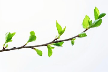 A natural tree branch covered in lush green leaves