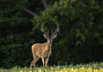 Wall Mural - handsome buck emerges from the woods