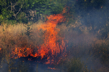 Wall Mural - Forest and steppe fires dry completely destroy the fields and steppes during a severe drought. Disaster brings regular damage to nature and economy of region. Lights field with the harvest of wheat