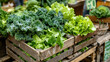 © Yana Buzhynska - Fresh assortment of kale, chard, spinach and lettuce in wooden crates