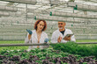 © SeniaDm - Two scientists from healthy eating research center, laboratory workers, man and woman in white coats, take samples of aqueous nutrient solution in test tube. Growing basil, dill, lettuce in greenhouse