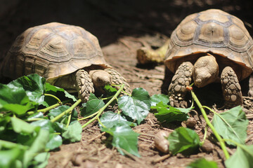 Wall Mural - Sucata tortoise eating leaf on ground,African Sulcata Tortoise Natural Habitat,Sucata tortoise eating leaf on ground,African Sulcata Tortoise Natural Habitat,cute animal