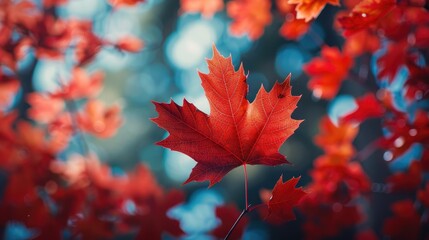 Canvas Print - Single Red Maple Leaf in Autumn