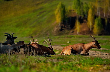 Canvas Print - Russia. The South of Western Siberia, the Altai Mountains. A herd of longhorn scythes rests in the rays of the setting sun.