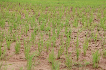 rice field