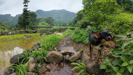 Wall Mural -  A dog follows a trekker through lush green terrain on a cloudy monsoon day, showcasing the beauty of nature.