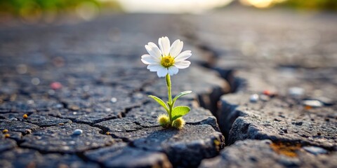 hope blooms through cracks, close-up, macro, flower, resilience , growth, nature