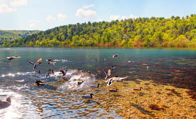 Poster - Many wild black ducks flying from the lake with a splashing water - - Beautiful serene waving reed in the sunlight with wooden pier - Eymir Lake , Ankara, Turkey   