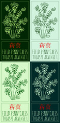 Wall Mural - Set of vector drawing FIELD PENNYCRESS in Chinese in various colors. Hand drawn illustration. Latin name is THLASPI ARVENSE L.
