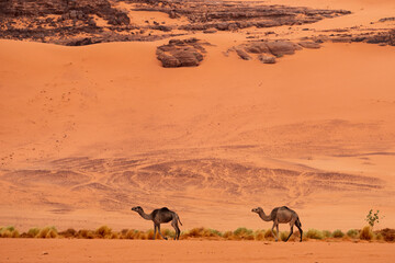 wild camel in sand desert. sahara, algeria