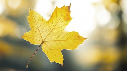 single yellow maple leaf on blurred background in autumn season, fall foliage concept, seasonal natu