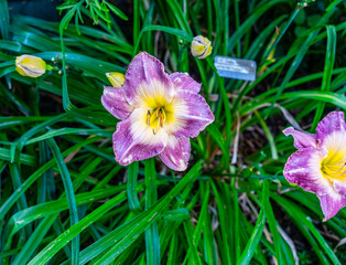 Wall Mural - Garden Daylily Macro 2