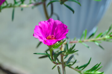 Wall Mural - A vibrant pink Portulaca grandiflora, also known as moss rose or Mexican rose, blooming beautifully with delicate petals and lush green foliage in a garden setting