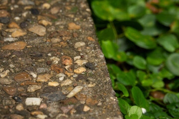 Wall Mural - A stone walkway with a green plant growing on the side