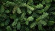 © The 2R Artificiality - Close up of fluffy fir tree branches for Christmas wallpaper with copy space