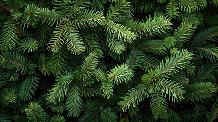 Sticker - Close up of fluffy fir tree branches for Christmas wallpaper with copy space