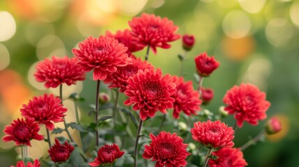 Canvas Print - A vibrant bunch of red chrysanthemums in full bloom