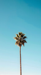 A tall palm tree stands against a clear blue sky, evoking a sense of tranquility and tropical vibes perfect for vacation themes