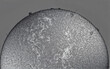 © educ-astro - The surface of the sun in black and white with an h-alpha telescope Coronado Solarmax III 70 double stacked.
