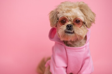 Cute maltipoo dog sitting on pink background wearing hoodie and glasses. Cute pet poses for calendar, notepad, postcard.