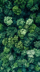 Wall Mural - A vibrant green forest seen from above