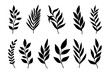 © DesignToonsy - Leaves and branches silhouettes set. Wild plants and garden leaves silhouettes on white background