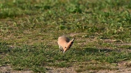 Wall Mural - Beautiful hoopoe, Eurasian hoopoe Upupa epops. The bird pecks the ground with its beak looking for insects. Slow motion.