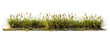 © PNGPack - Meadow grass row prairie cutout transparent background 3d rendering png file