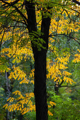 Canvas Print - Dark tree trunk against the background of autumn foliage.