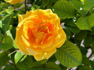 Yellow rose flower bright petals in the garden