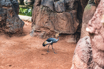 Crowned crane walking on reddish ground surrounded by rocks, showcasing its natural habitat and elegant appearance. Highlights wildlife behavior in a unique setting.