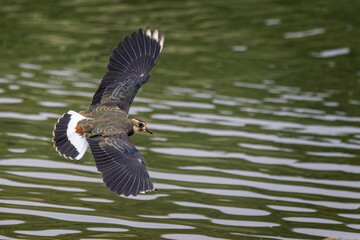 Sticker - Close up of a Lapwing with wings spread gliding over lake surface.