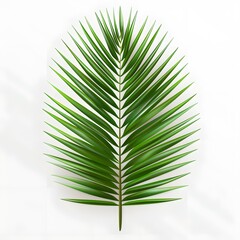 palm leaf isolated on white