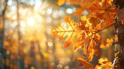 Poster - Yellow and orange oak leaves on a tree in the sunny forest with a blurred background