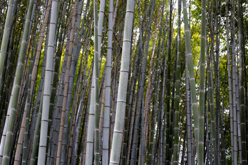 Wall Mural - Arashiyama Bamboo Forest, Bamboo Grove Kyoto, Japan