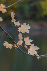 yellow maple leaves on a green backround