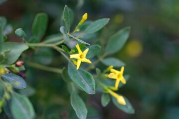 Wall Mural - Blossoms of Chrysojasminum odoratissimum